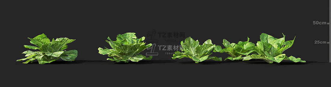 brassica napus brassica oleracea camellia sinensis capsicum