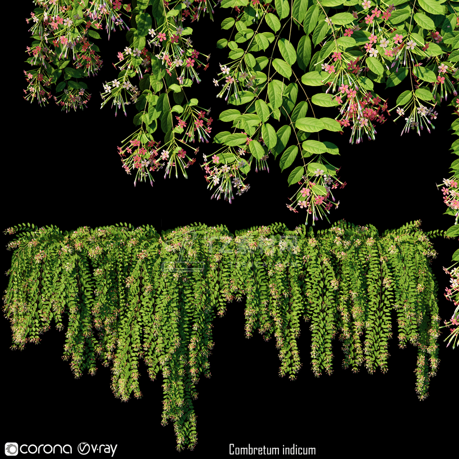 2_Combretum indicum.png