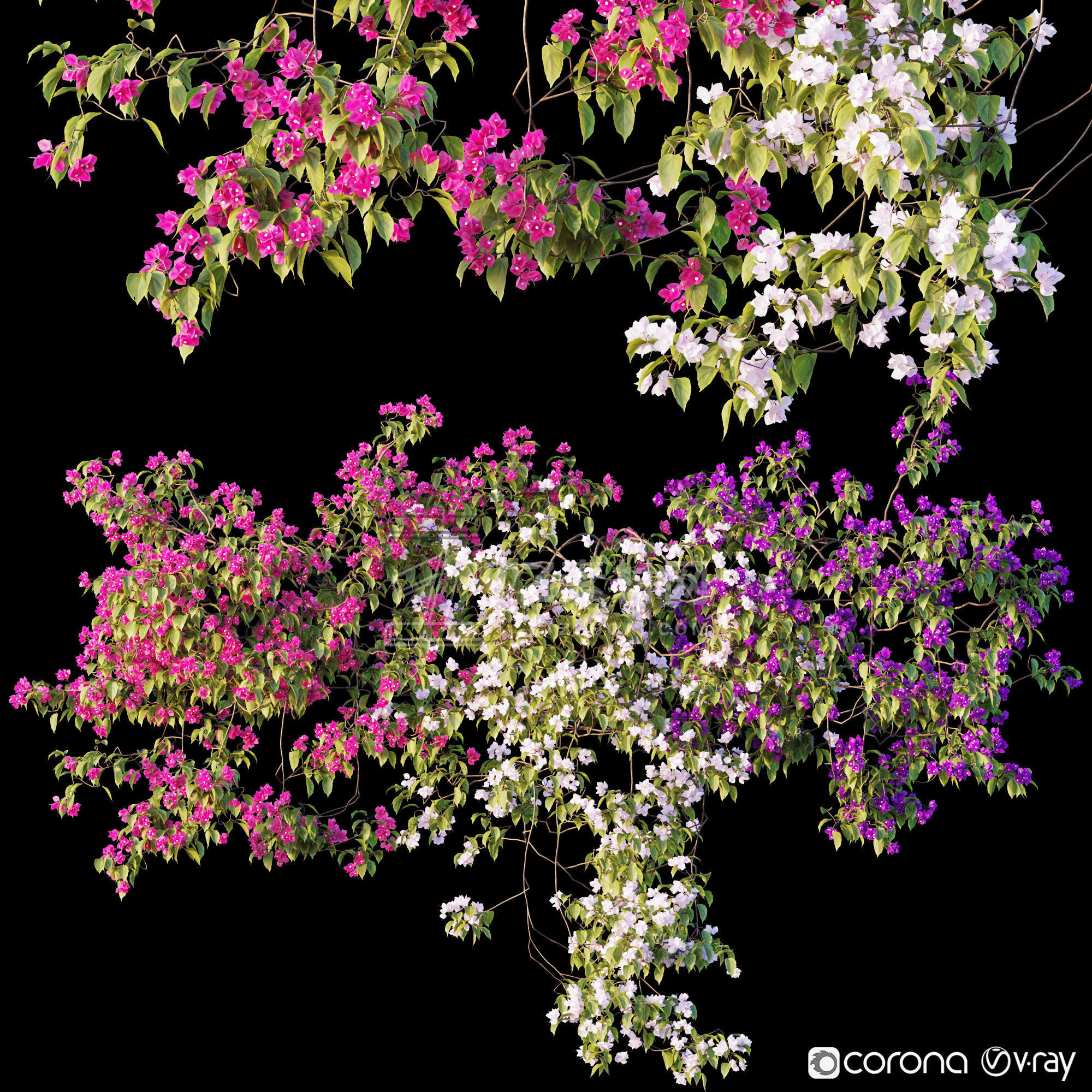 67_Bougainvillea.jpg