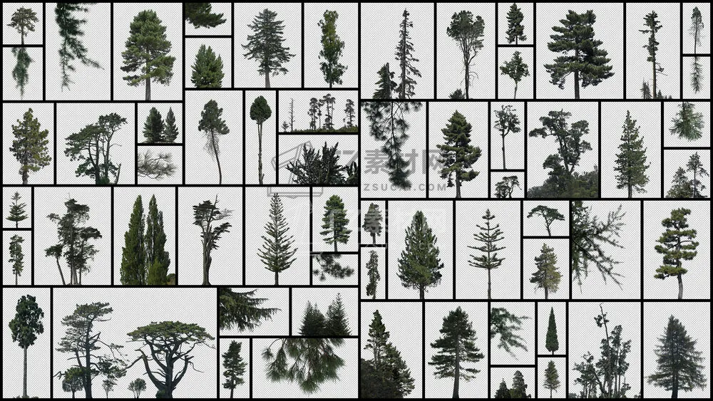 Conifer-Trees.jpg