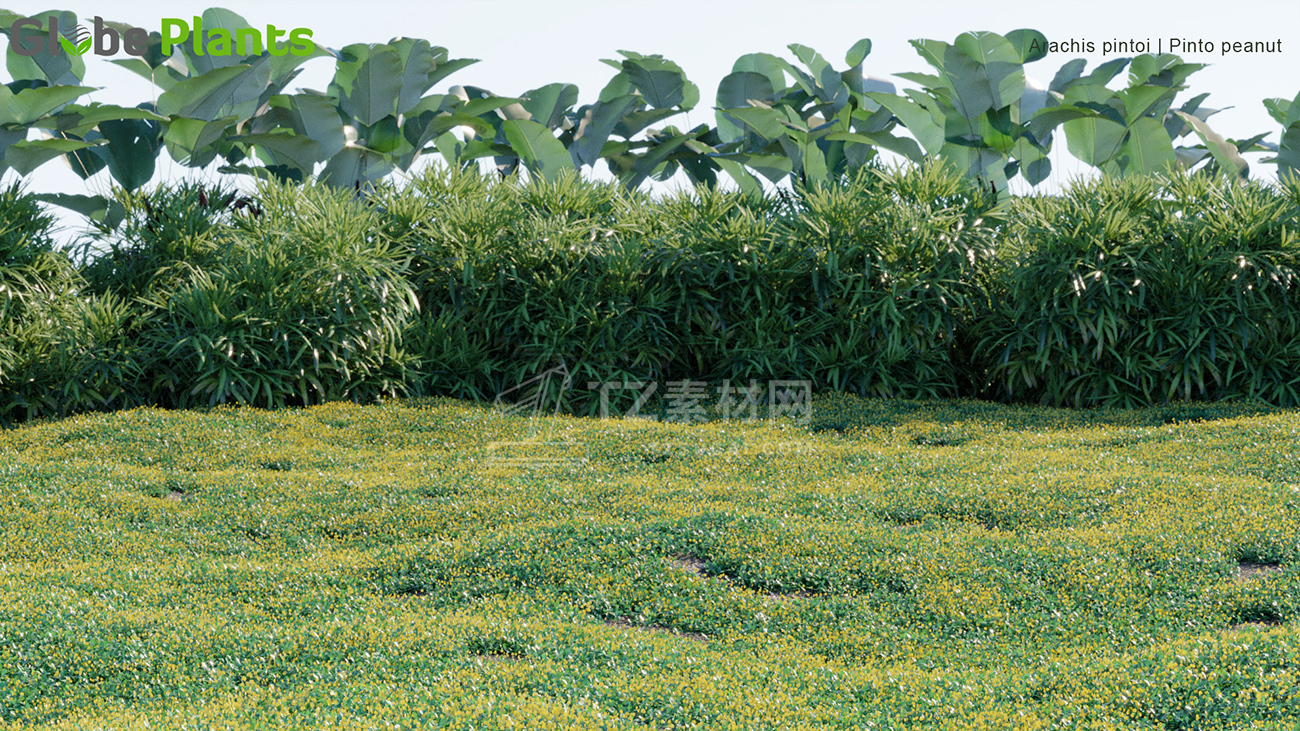 Arachis-pintoi_PRV2.jpg