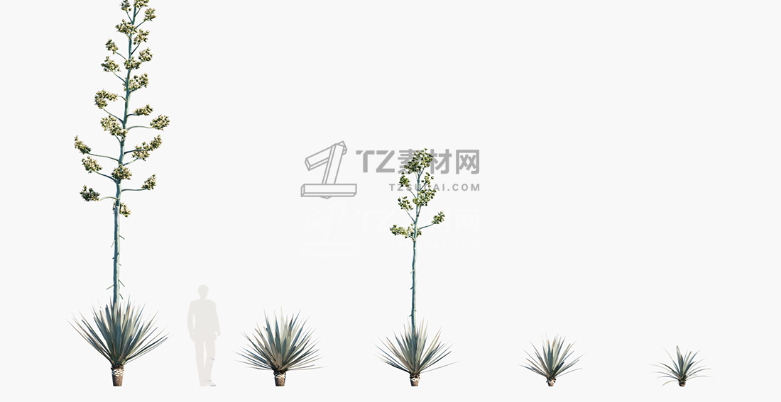 Agave-tequilana_PRV1.jpg