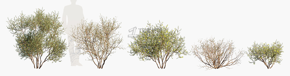 Larrea-divaricata_PRV1.jpg