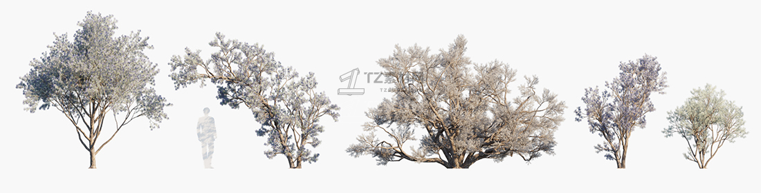 Psorothamnus-spinosus_PRV1.jpg