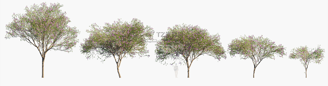 Chilopsis-linearis_PRV1.jpg