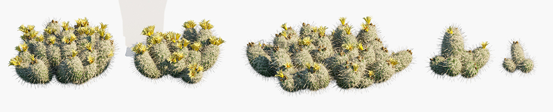 Coryphantha-echinus_PRV1.jpg