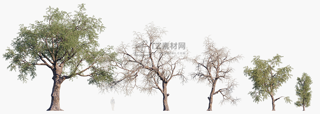 Pinus-monophylla_PRV1.jpg