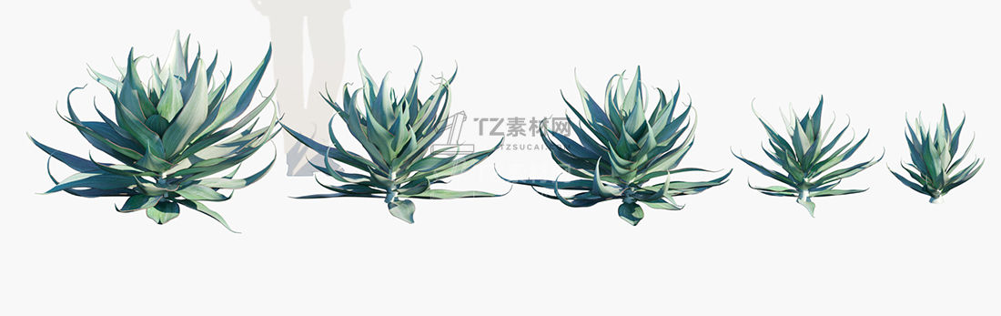 Agave-shawii-x-attenuata_PRV1.jpg