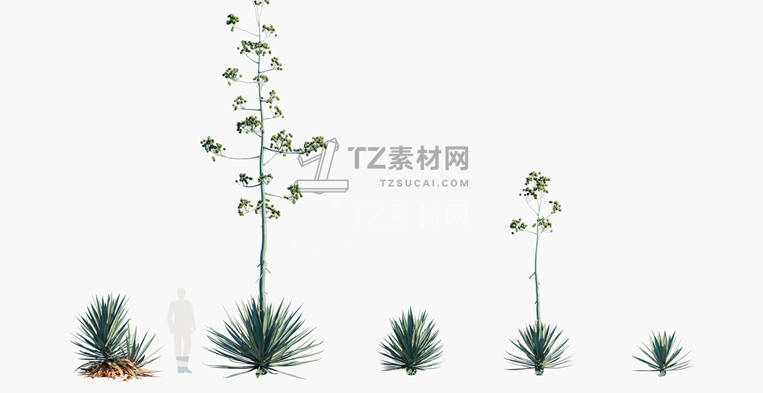 Agave-rhodacantha_PRV1.jpg