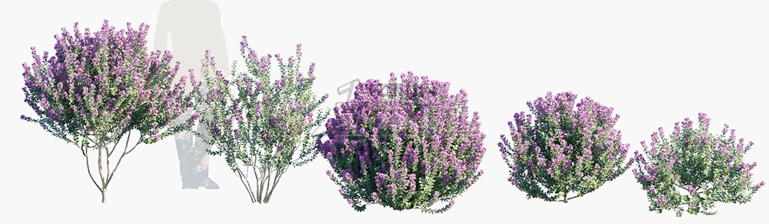 Leucophyllum-frutescens_PRV1.jpg