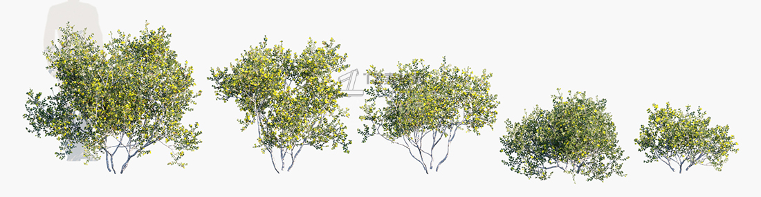 Larrea-cuneifolia_PRV1.jpg