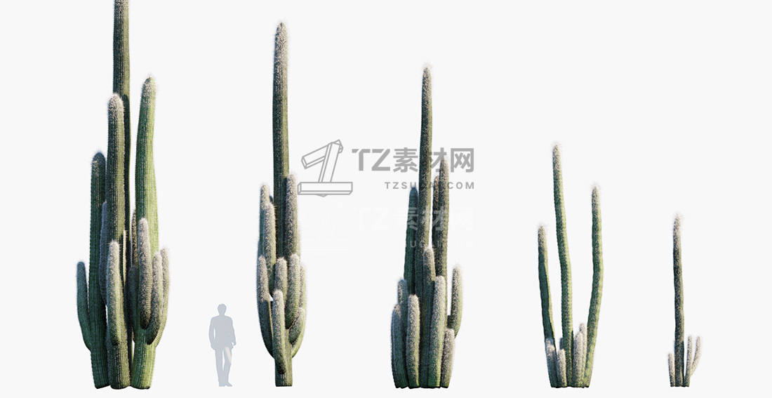 Cephalocereus-senilis_PRV1.jpg