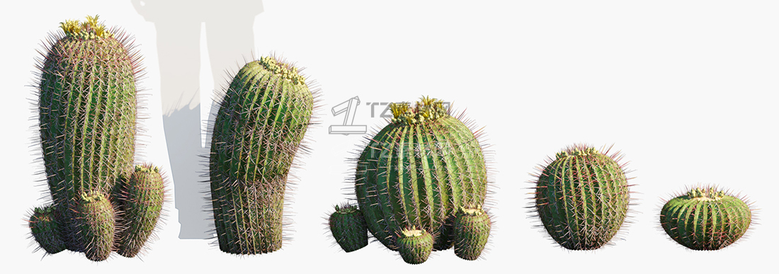Ferocactus-emoryi_PRV1.jpg