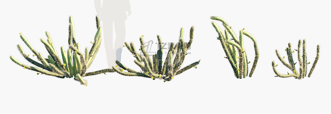 Bergerocactus-emoryi_PRV2.jpg