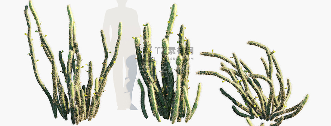 Bergerocactus-emoryi_PRV1.jpg