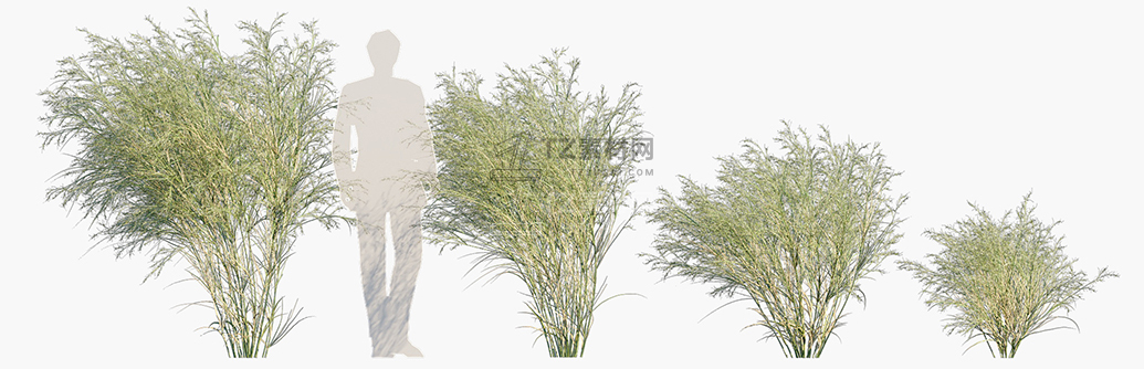 Austrostipa-ramosissima_PRV2.jpg