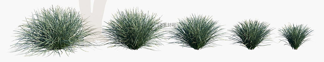 Lomandra-filiformis-Savanna-Blue_PRV1.jpg