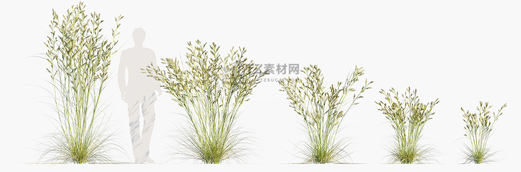 Cymbopogon-ambiguus_PRV1.jpg