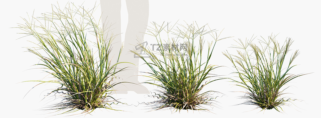 Enteropogon-acicularis_PRV2.jpg