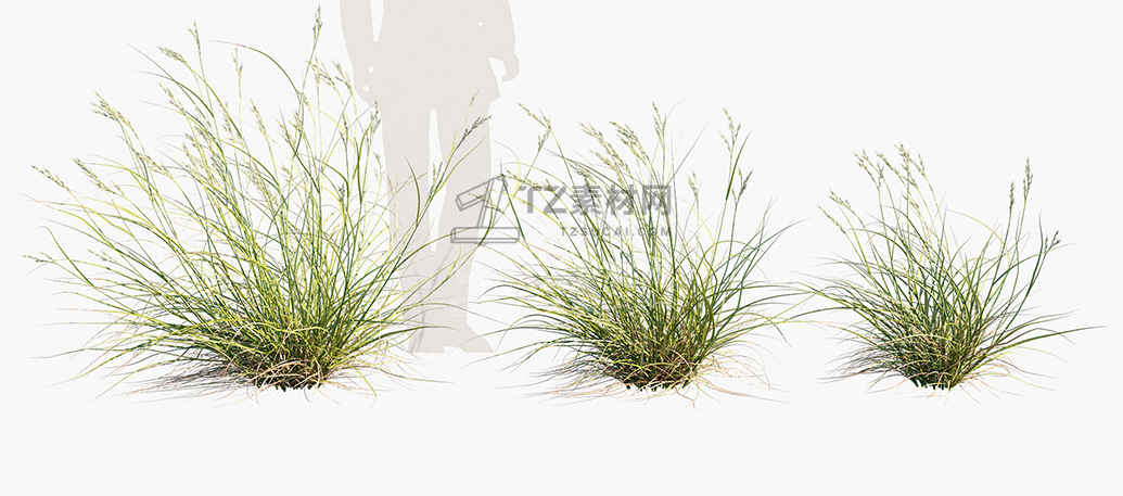 Rytidosperma-caespitosum_PRV2.jpg
