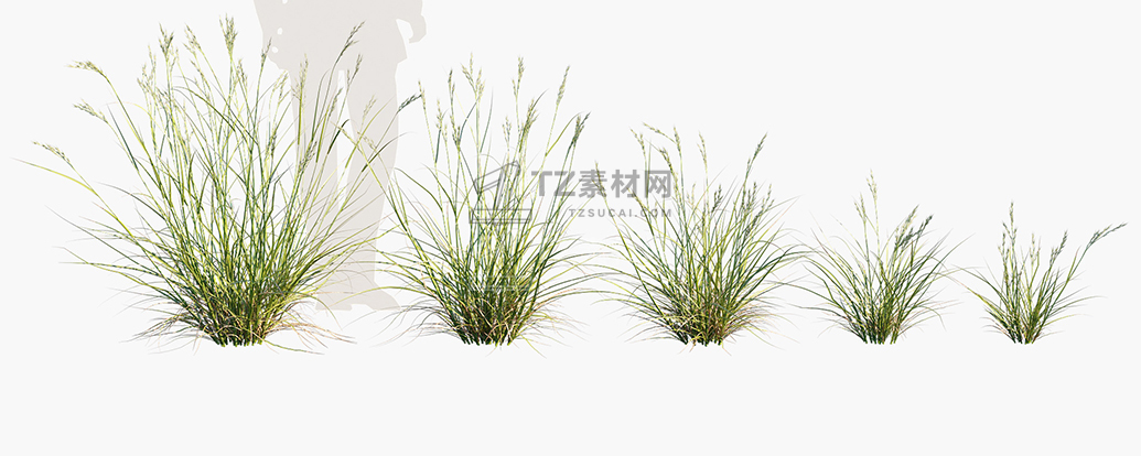 Rytidosperma-caespitosum_PRV1.jpg