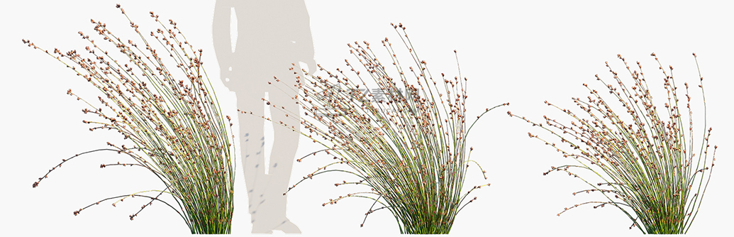 Baloskion-pallens-Didgery-Sticks_PRV2.jpg
