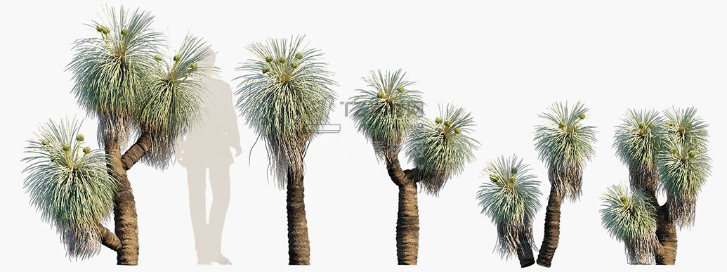 Kingia-australis_PRV1.jpg