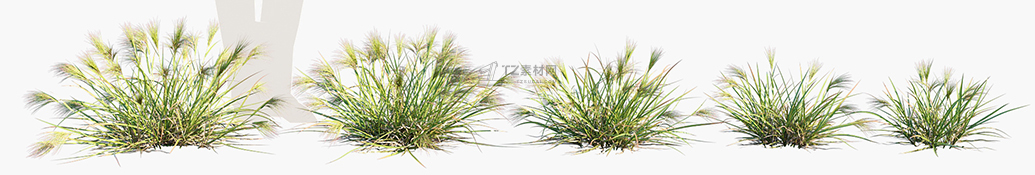 Aristida-behriana_PRV1.jpg