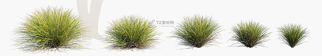 Lomandra-confertifolia-Little-Con_PRV1.jpg