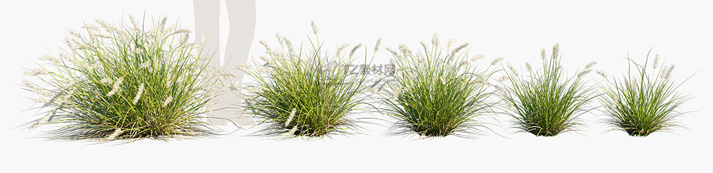 Pennisetum-alopecuroides-Pennstripe_PRV1.jpg