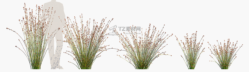 Baloskion-pallens-Didgery-Sticks_PRV1.jpg