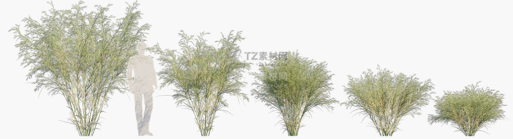 Austrostipa-ramosissima_PRV1.jpg