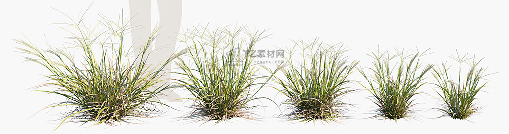 Enteropogon-acicularis_PRV1.jpg