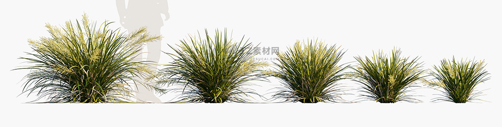 Lomandra-hystrix-Katie-Belles_PRV1.jpg
