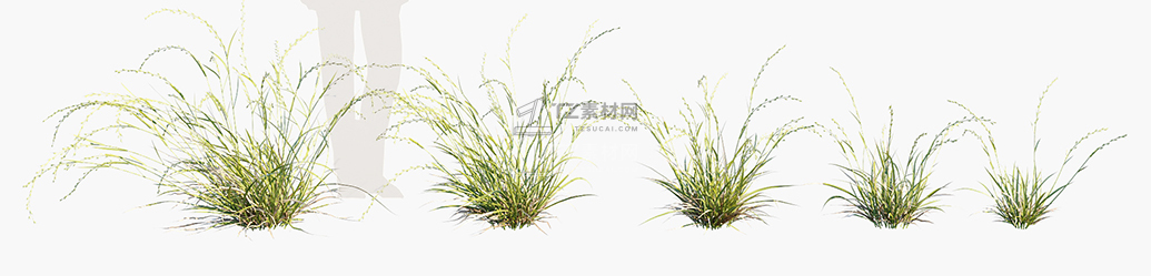 Microlaena-stipoides_PRV1.jpg
