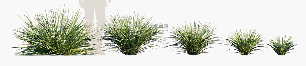 Libertia-paniculata_PRV1.jpg