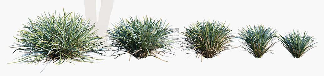 Lomandra-glauca-Aussie-Blue-Grass_PRV1.jpg