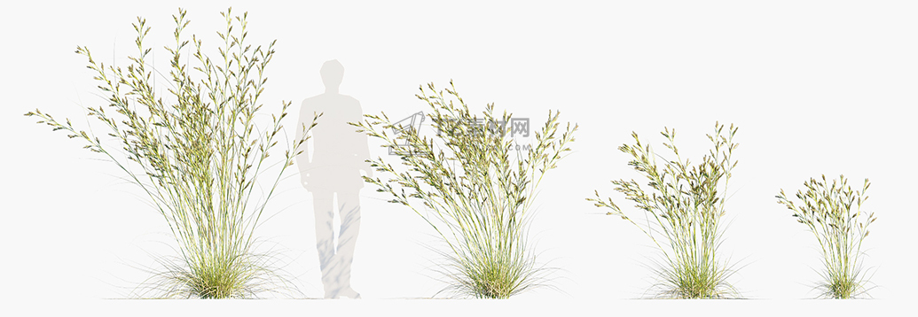 Cymbopogon-ambiguus_PRV2.jpg