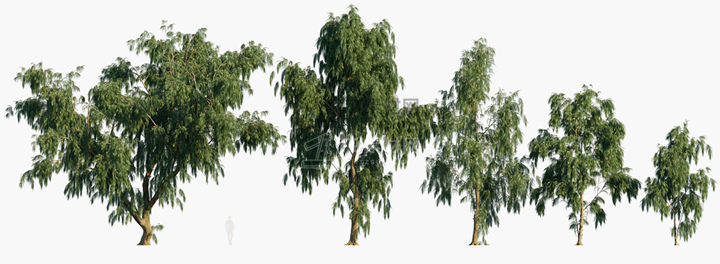 Casuarina-glauca_PRV1.jpg