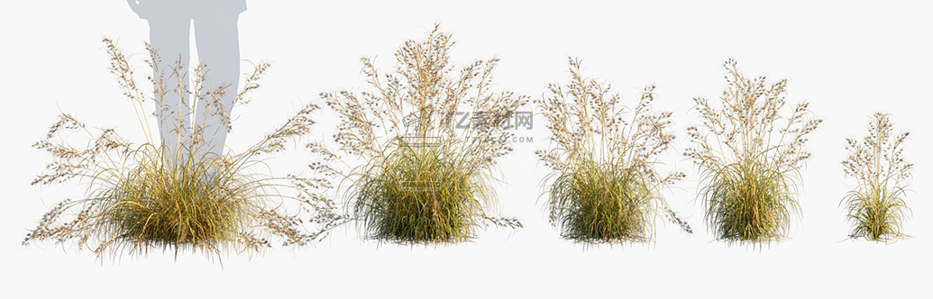 Themeda-triandra_PRV1.jpg