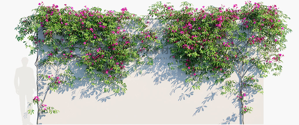Ipomoea-horsfalliae_PRV1.jpg