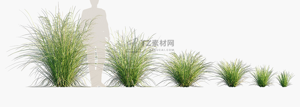Poa-labillardieri-Eskdale_PRV1.jpg