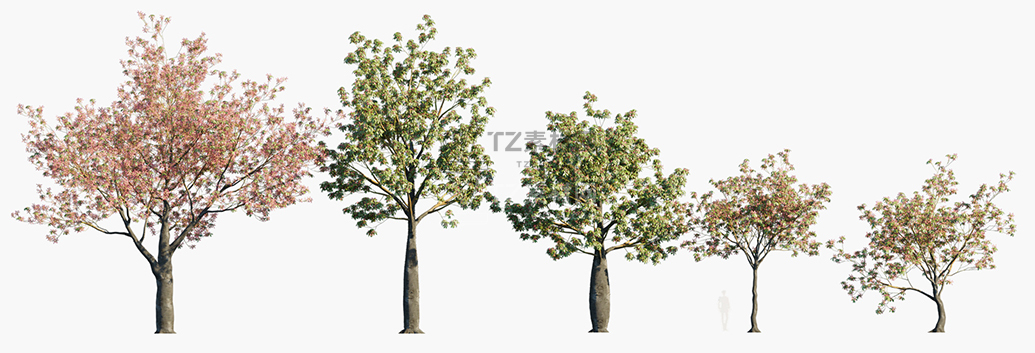 Ceiba-speciosa_PRV1.jpg