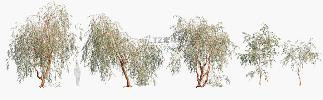 Eucalyptus-caesia-Silver-Princess_PRV1.jpg