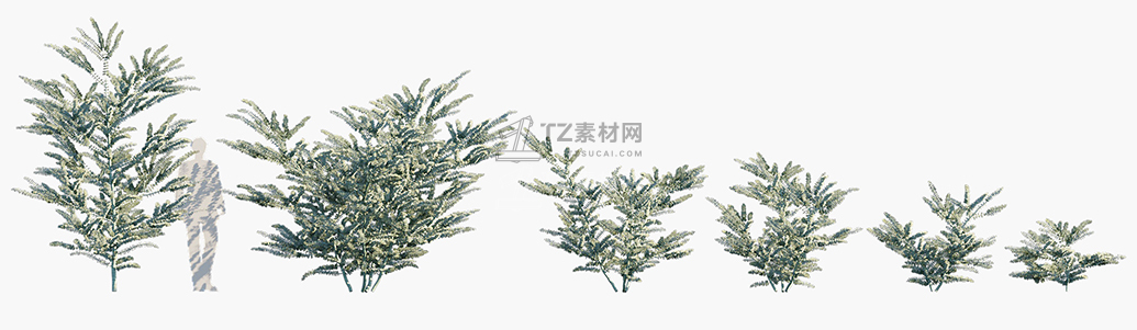 Eucalyptus-pulverulenta-Baby-Blue_PRV1.jpg