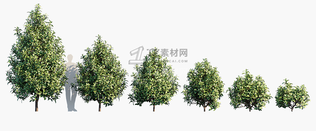 Tasmannia-purpurascens_PRV1.jpg