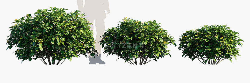 Hymenosporum-flavum-Lushious_PRV1.jpg