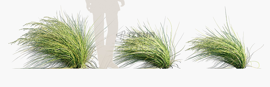 Poa-labillardieri-Eskdale_PRV2.jpg