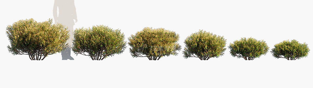 Leptospermum-petersonii-Lemon-Lime-n-Bitters_PRV1.jpg