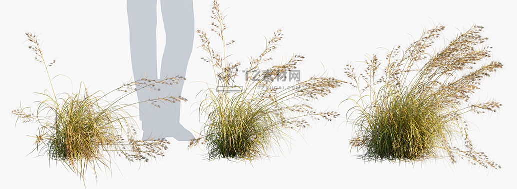Themeda-triandra_PRV2.jpg